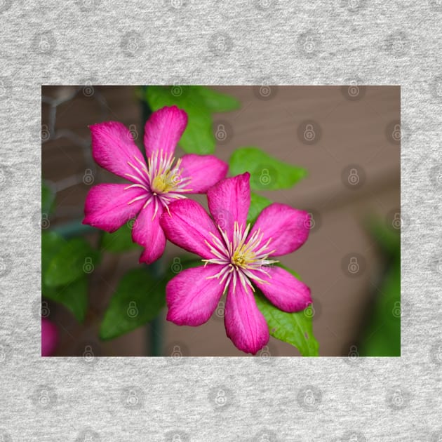 Pink clematis by MistyLakeArt